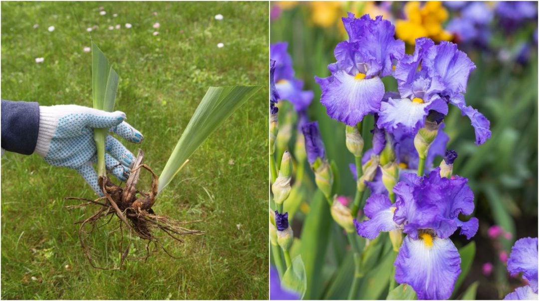 How & When To Divide Irises