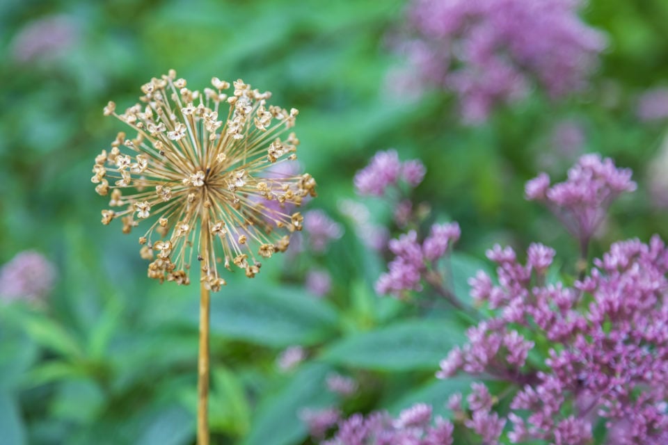 What To Do With Alliums After Flowering