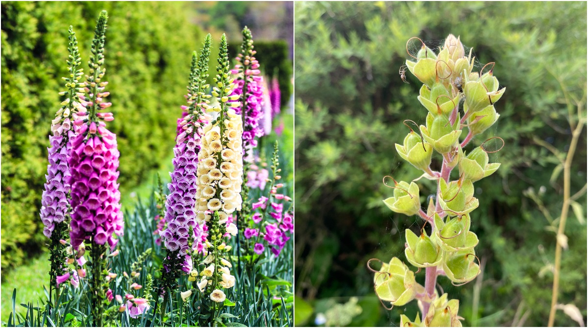 What To Do With Foxgloves After Flowering