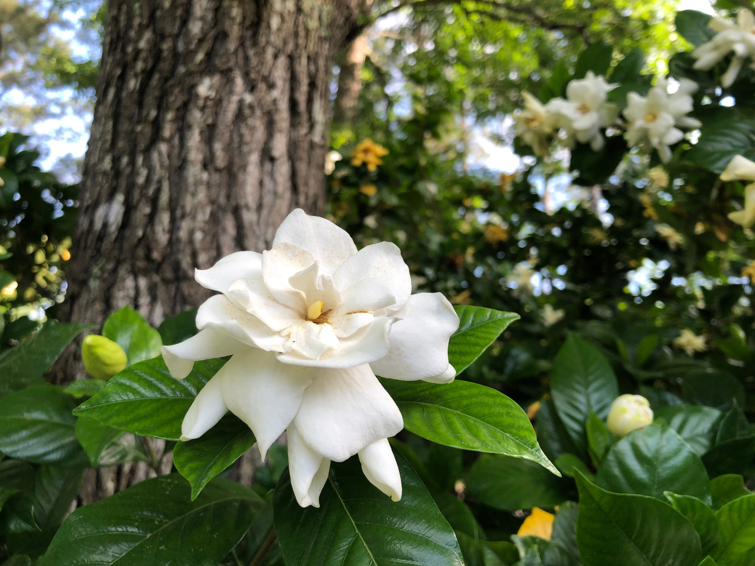 6 Reasons Why Your Gardenia Isn't Blooming