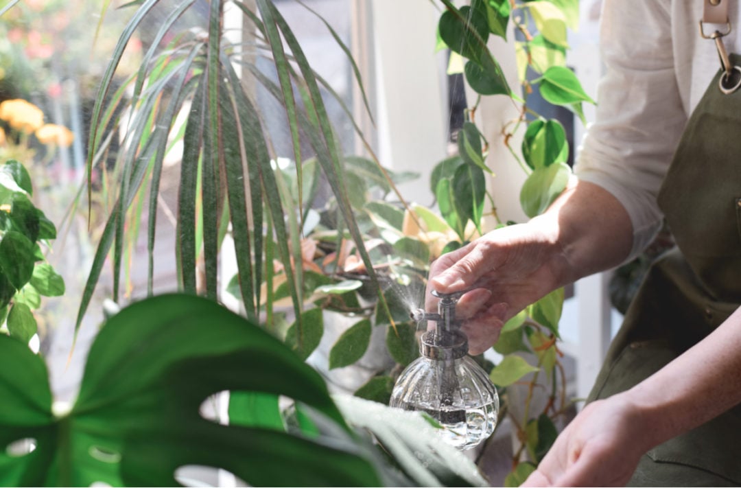 Why You Should Stop Misting Your Houseplants (& What To Do Instead)