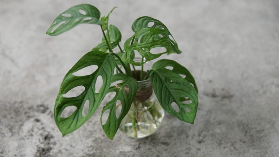 How To Grow Monstera In Water LongTerm