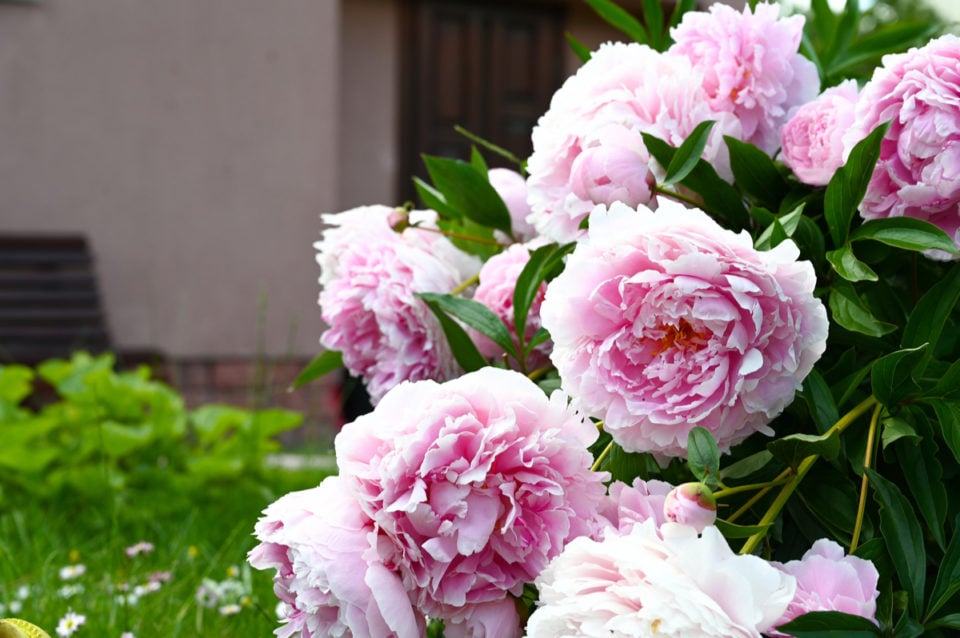 How To Care For Peonies After Blooming 6 Essential Tasks