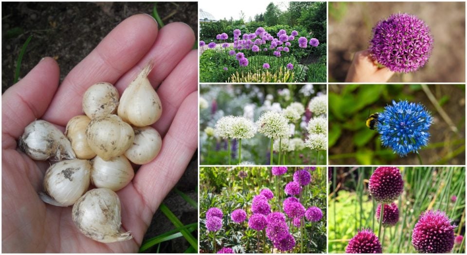 What To Do With Alliums After Flowering