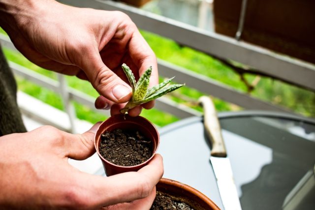 How To Fix Leggy Succulents (& Preventing It In The Future)