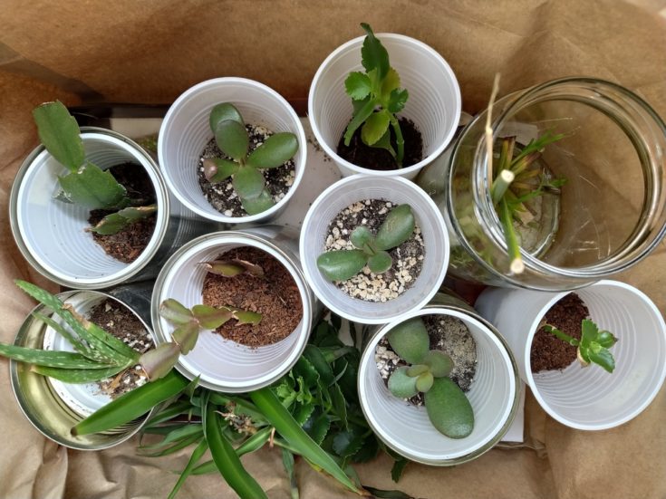 How To Fix Leggy Succulents (& Preventing It In The Future)