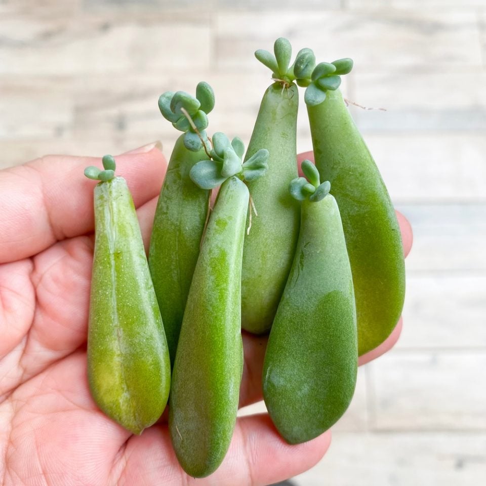 How To Fix Leggy Succulents (& Preventing It In The Future)