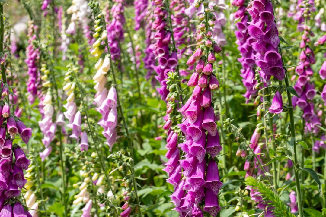 What To Do With Foxgloves After Flowering