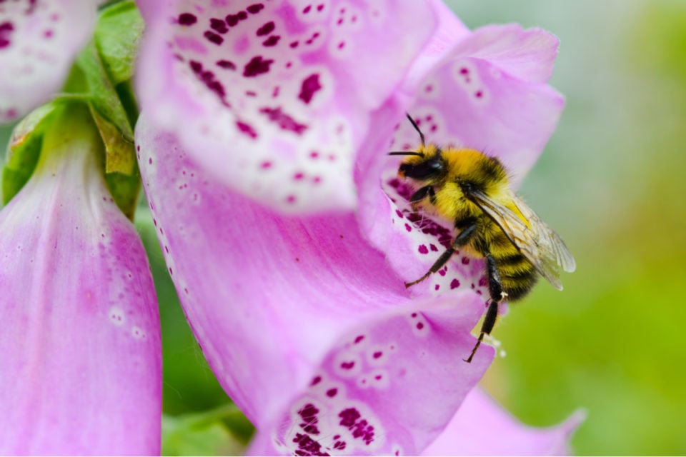 What To Do With Foxgloves After Flowering