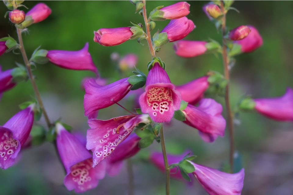 What To Do With Foxgloves After Flowering