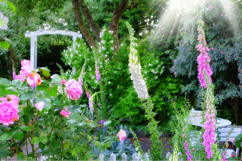 What To Do With Foxgloves After Flowering