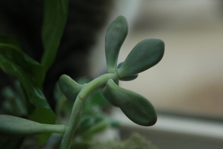 How To Fix Leggy Succulents (& Preventing It In The Future)