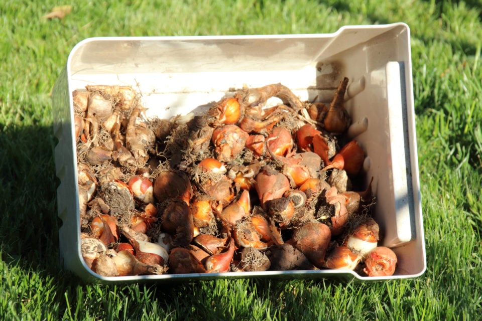 What To Do With Tulips After Flowering Lift or Leave?