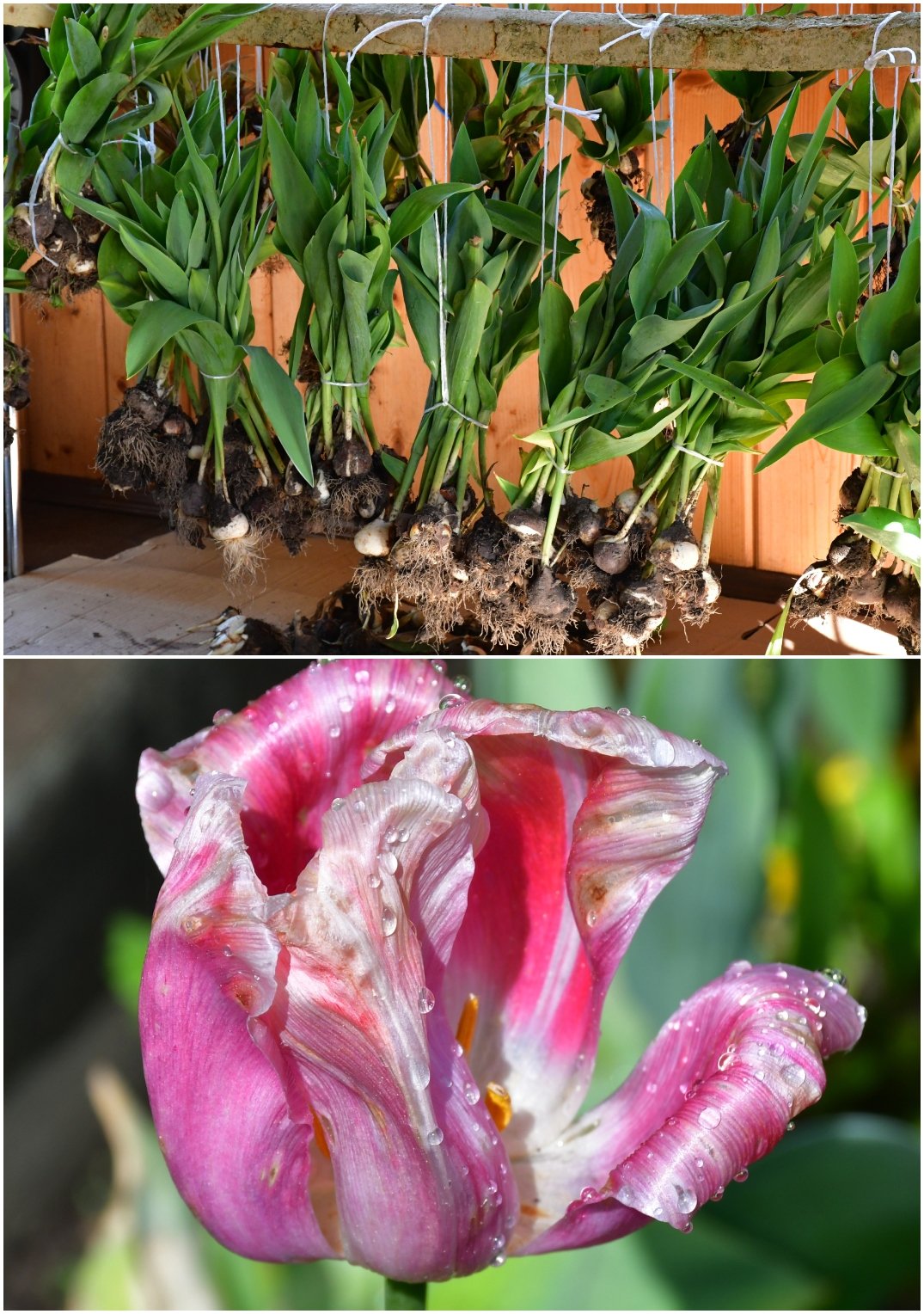 What To Do With Tulips After Flowering Lift or Leave?