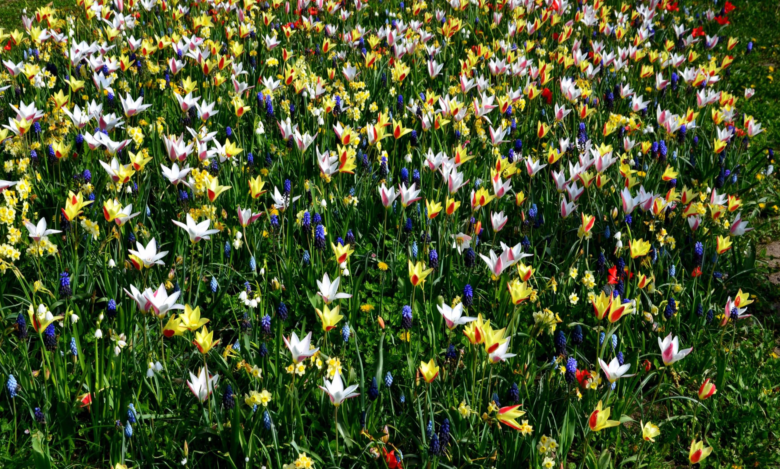 Naturalizing Bulbs in Your Lawn Everything You Need to Know