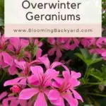 How to overwinter pelargonium geranium