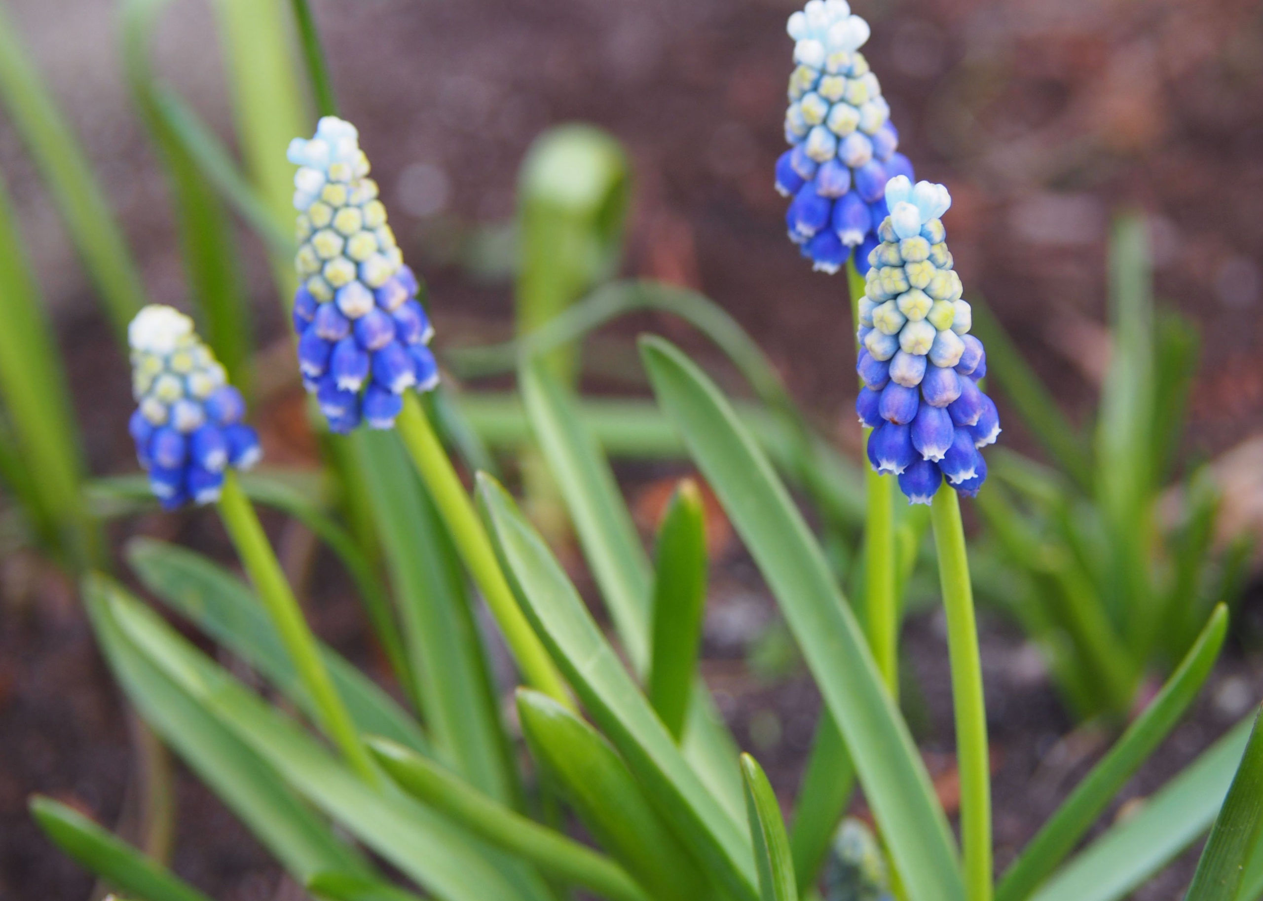 Naturalizing Bulbs in Your Lawn - Everything You Need to Know
