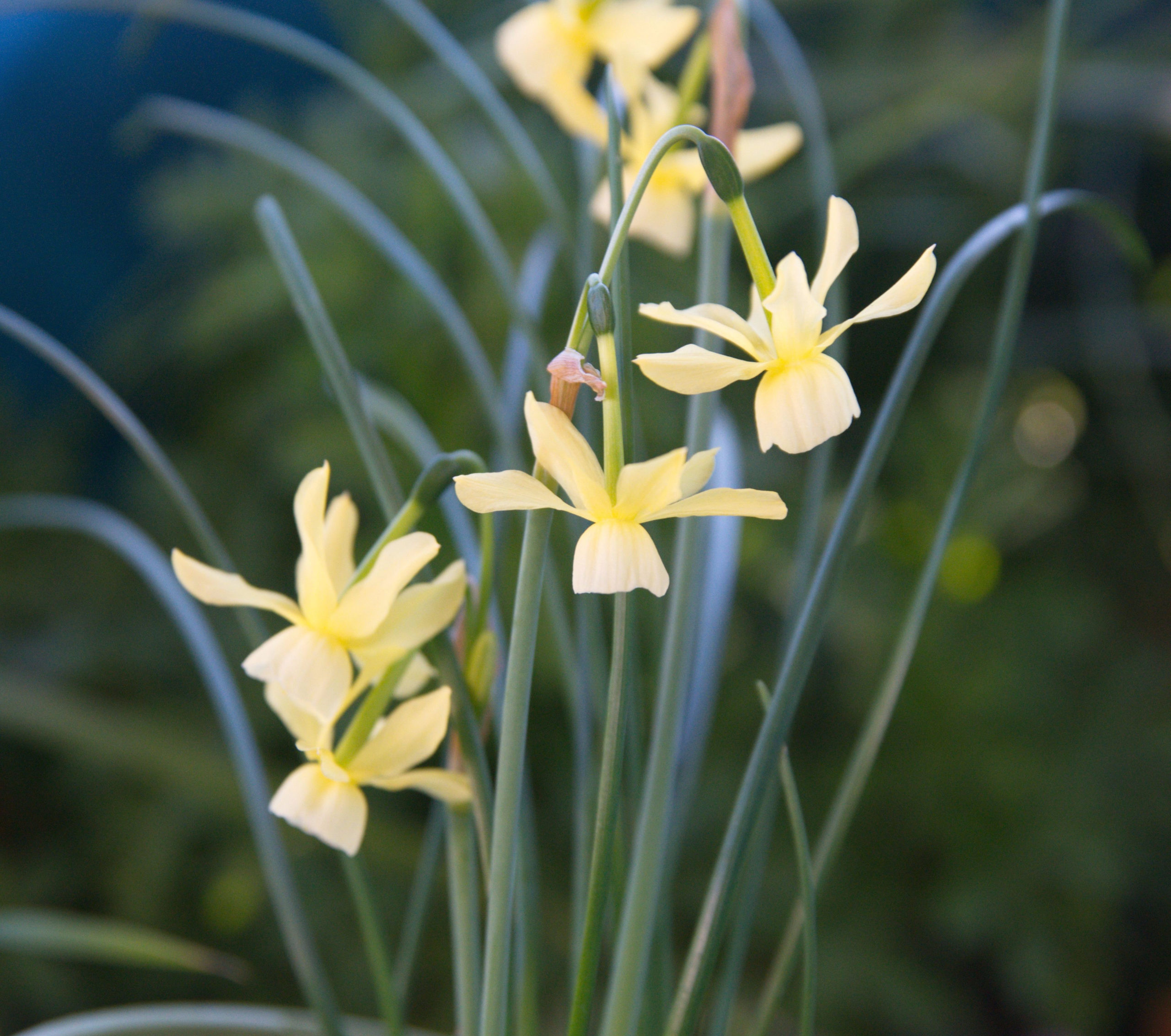 Naturalizing Bulbs in Your Lawn - Everything You Need to Know