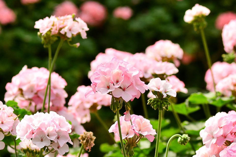 3 Ways to Overwinter Your Geraniums (Pelargoniums) A StepbyStep Guide
