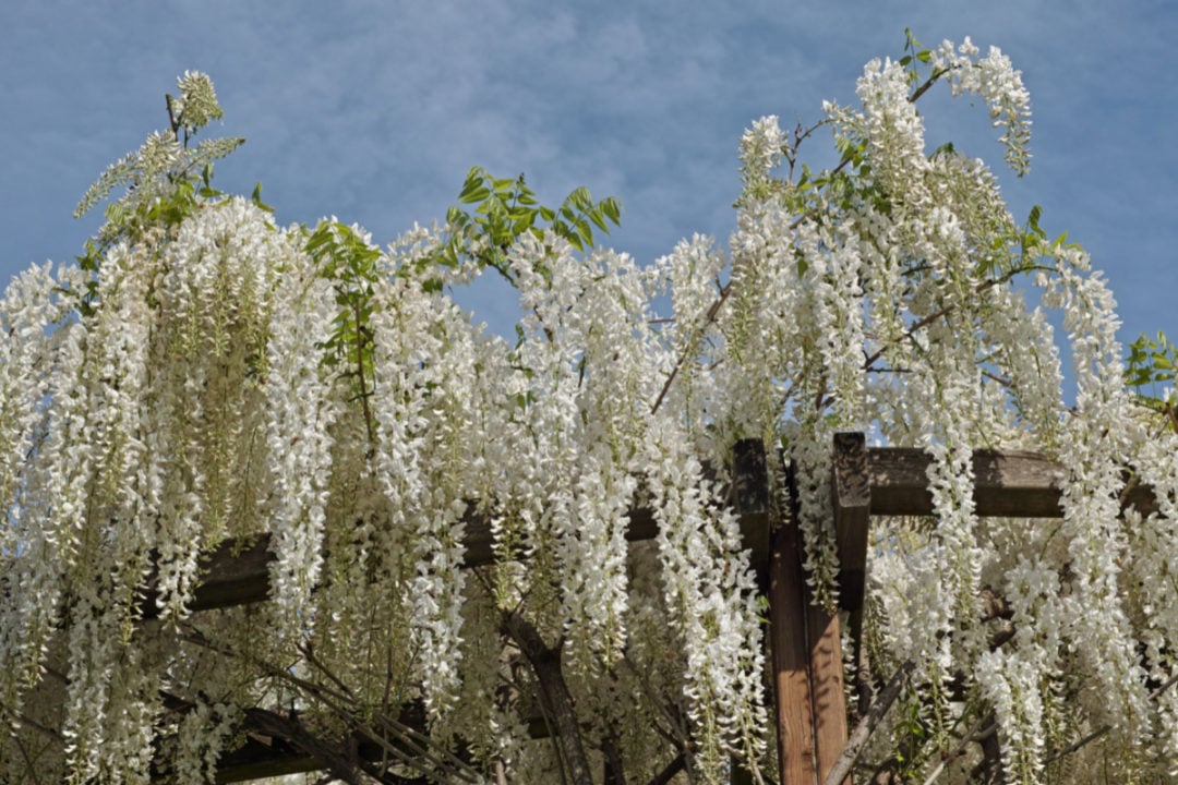 12 Climbing Plants & Flowering Vines That Thrive In Shady Spots