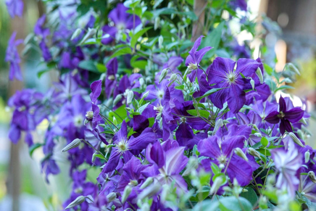 12 Climbing Plants & Flowering Vines That Thrive In Shady Spots
