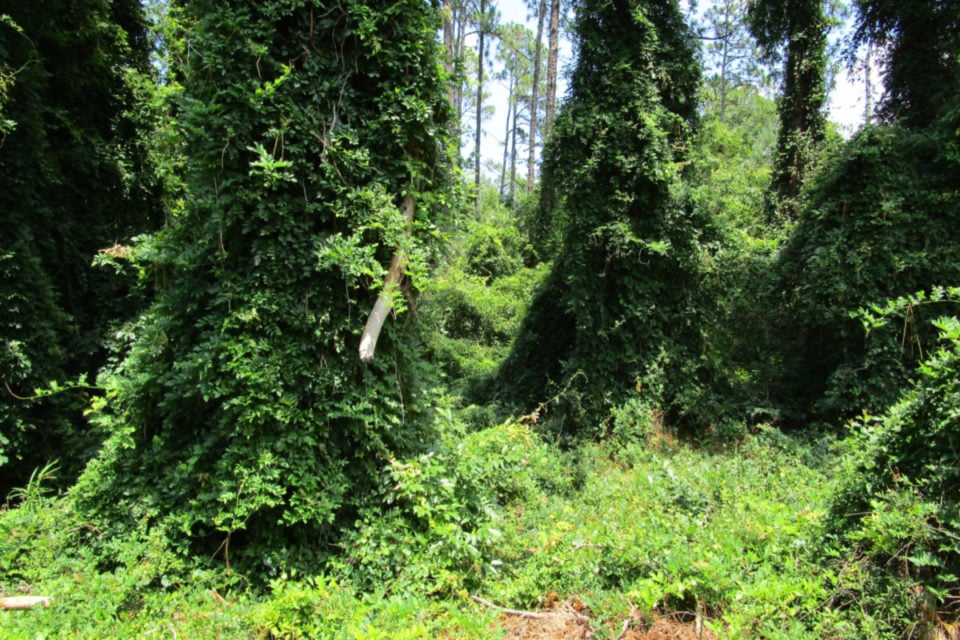 12 Climbing Plants & Flowering Vines That Thrive In Shady Spots