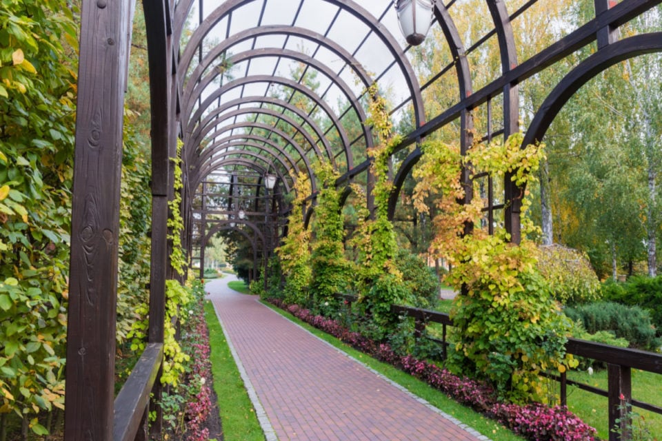 12 Climbing Plants & Flowering Vines That Thrive In Shady Spots