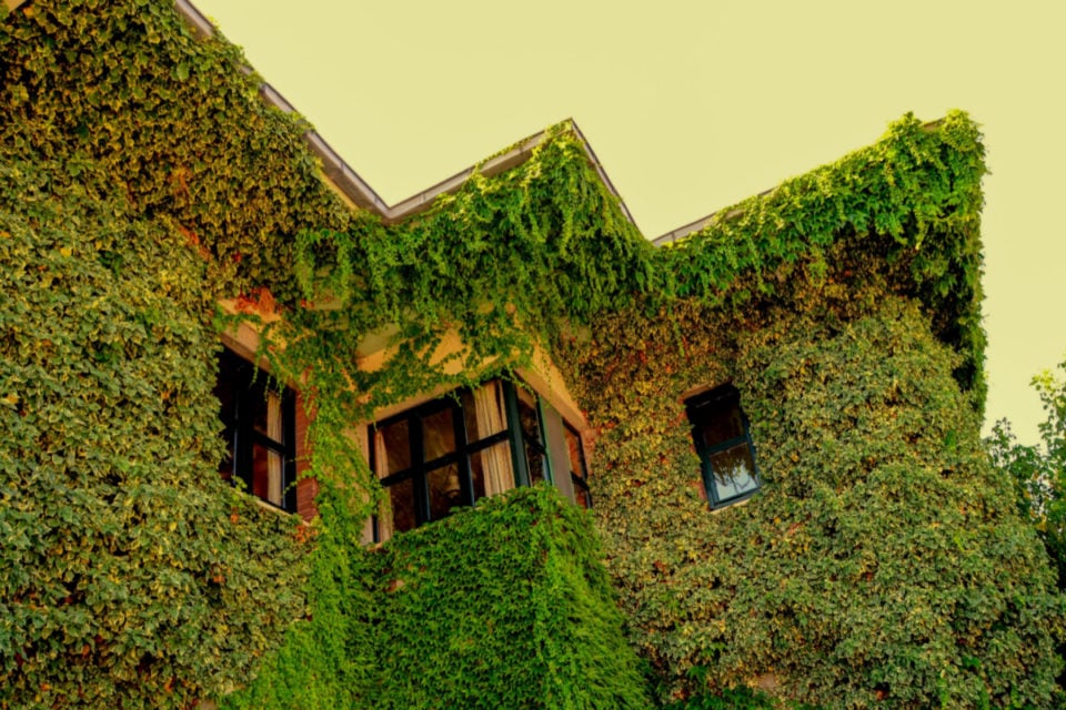 12 Climbing Plants & Flowering Vines That Thrive In Shady Spots