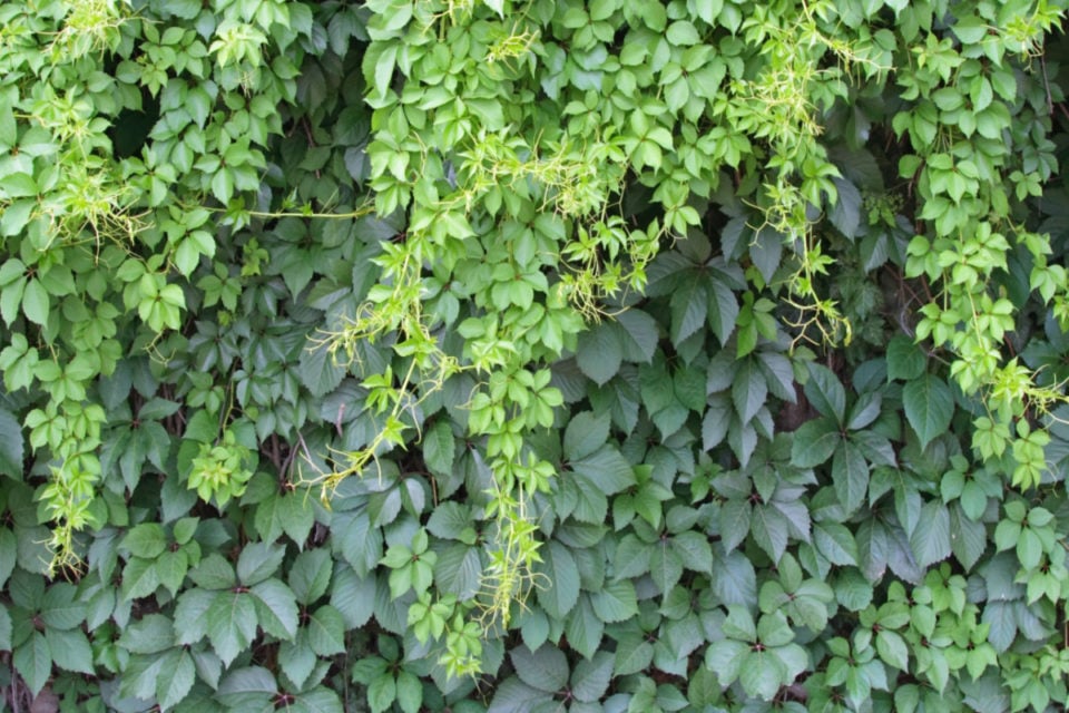 12 Climbing Plants & Flowering Vines That Thrive In Shady Spots