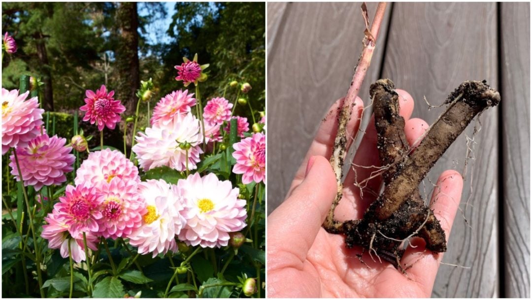 How to Overwinter Dahlia Tubers (A StepbyStep Guide)