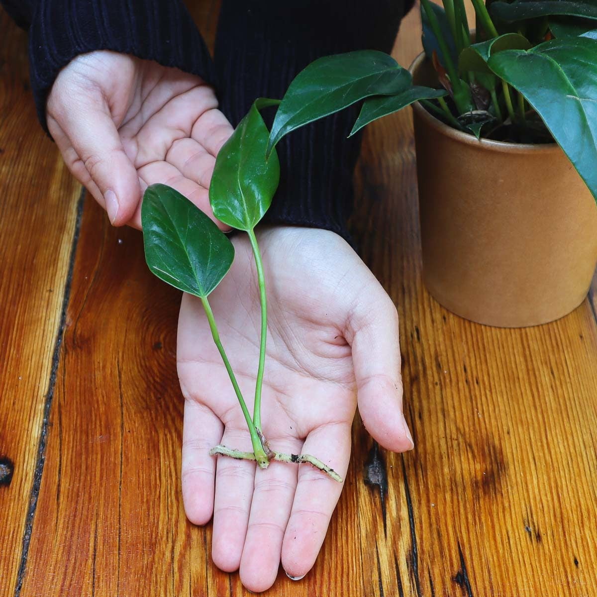 https://www.bloomingbackyard.com/wp-content/uploads/2022/08/propagate-anthurium-8018-1200x1200.jpg?utm_source=chatgpt.com