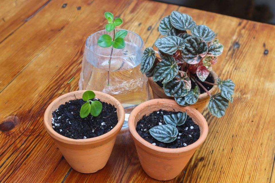 How To Propagate Peperomias From Leaf Or Stem (With Photos)