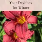 4 Fall Jobs to Prepare Your Daylilies for Winter  