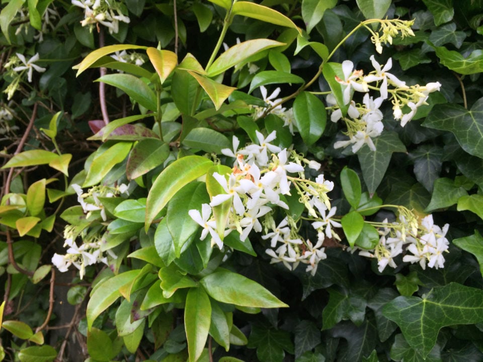 How to Propagate Star Jasmine from Cuttings
