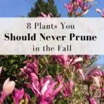 Don't prune these plants in the fall (magnolia)