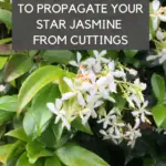 Propagate star jasmine cuttings