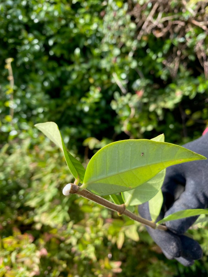 How to Propagate Star Jasmine from Cuttings