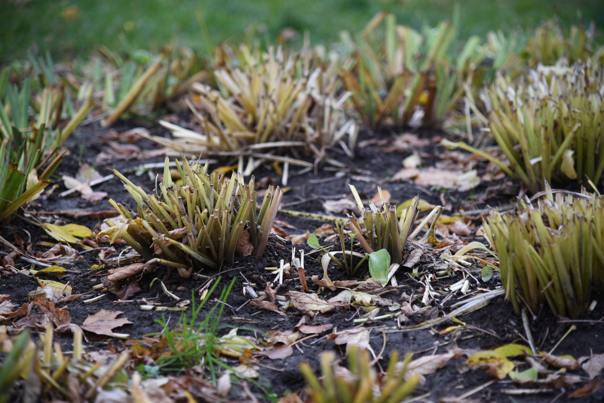 12 Perennials You Should Cut Back In Fall