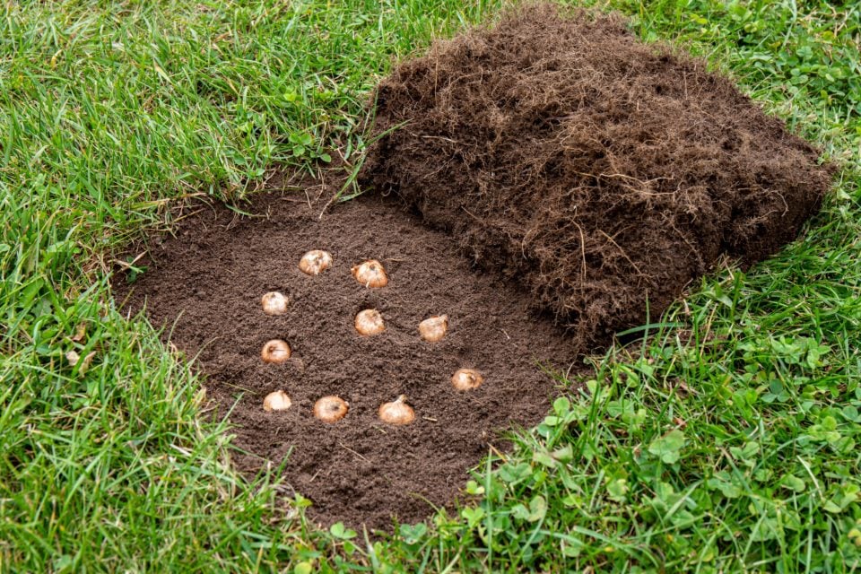 Naturalizing Bulbs in Your Lawn - Everything You Need to Know