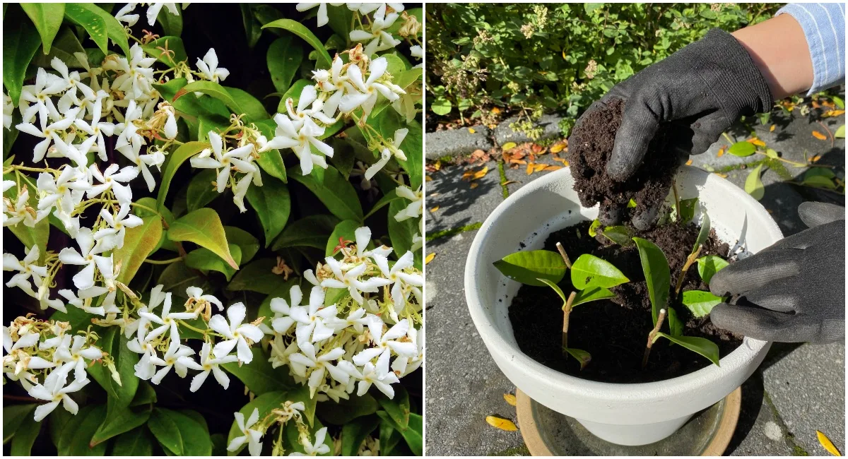 How to Propagate Star Jasmine from Cuttings