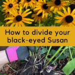 Divide rudbeckia Black-eyed Susan