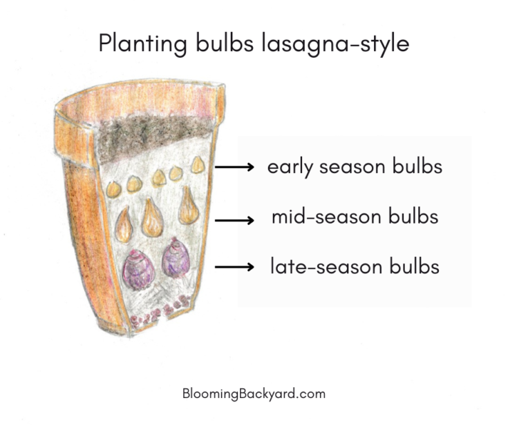 How to Plant A Bulb Lasagna Layering Bulbs For Endless Spring Blooms