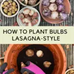 Spring bulbs lasagna planting