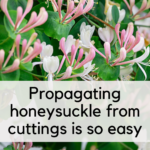 Propagate honeysuckle
