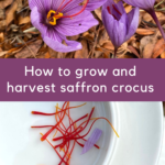 Saffron crocus flower and saffron spice