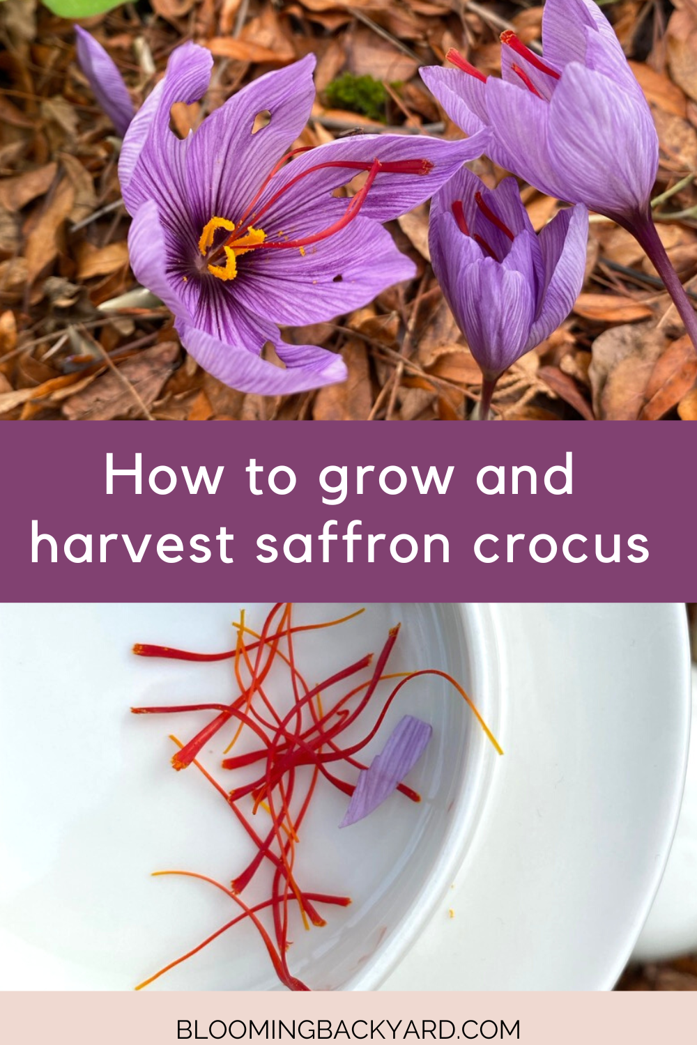 How to Plant and Harvest Saffron Crocus