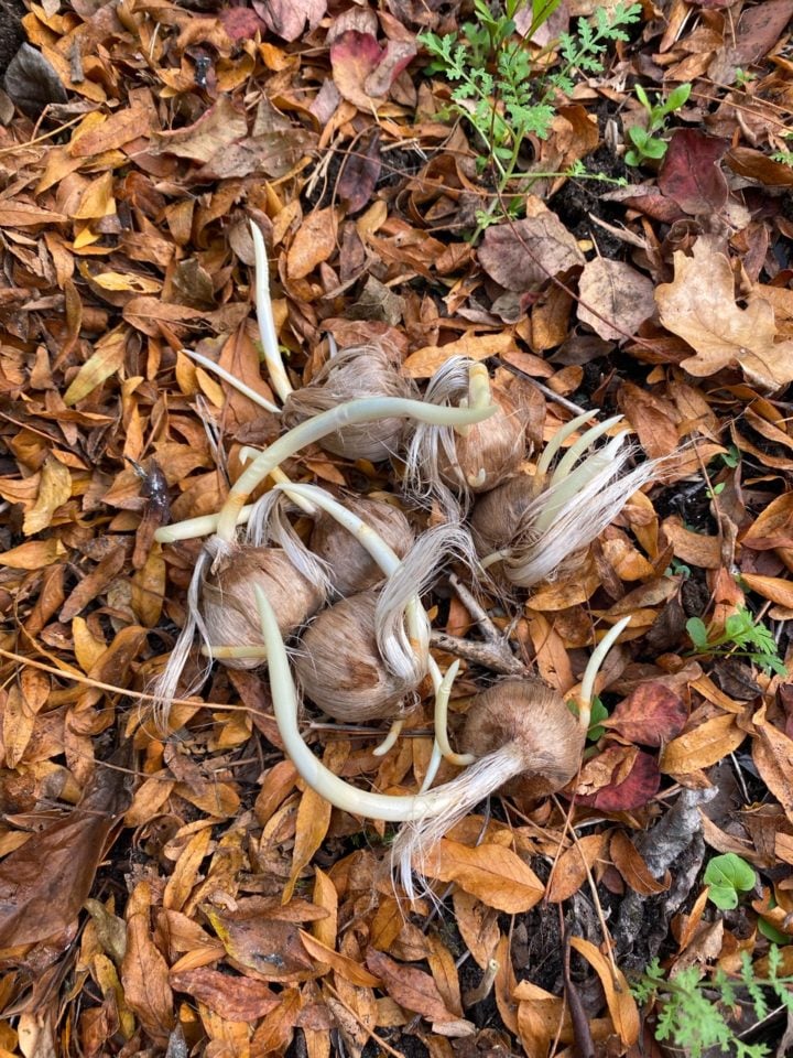 How to Plant and Harvest Saffron Crocus