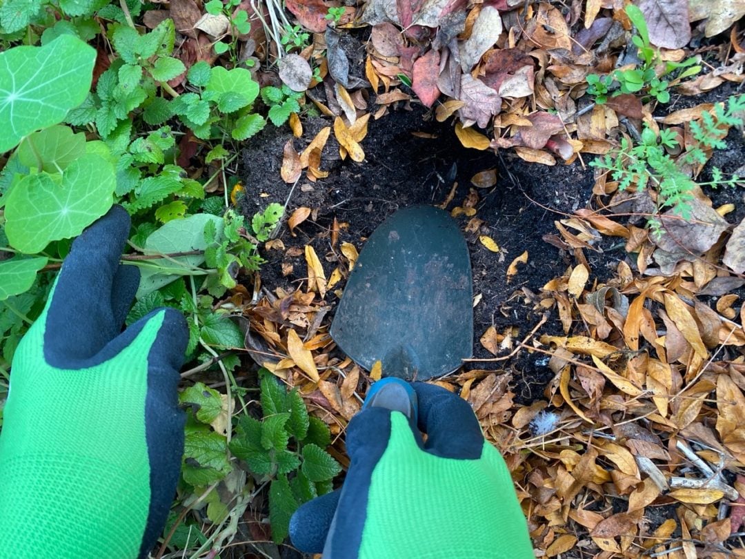 How to Plant and Harvest Saffron Crocus