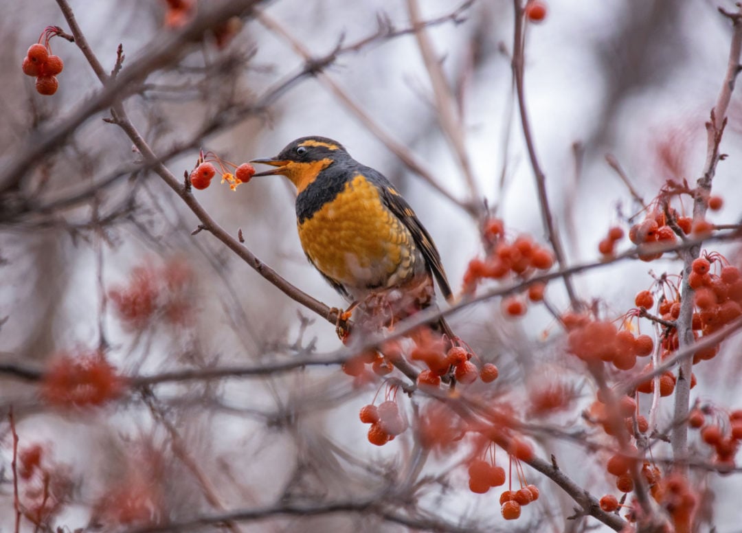 17+ Winter Plants for Attracting Birds and Wildlife