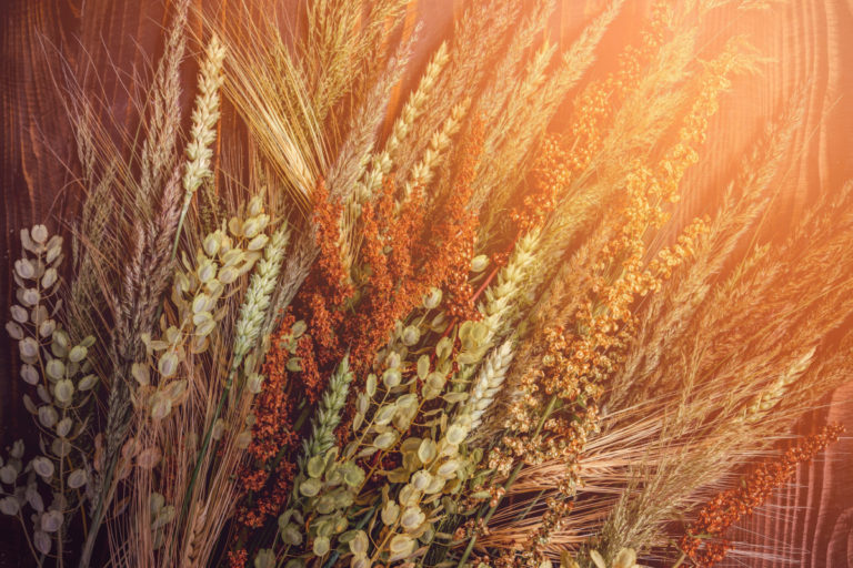 12 Ornamental Grasses That Steal the Show in Fall